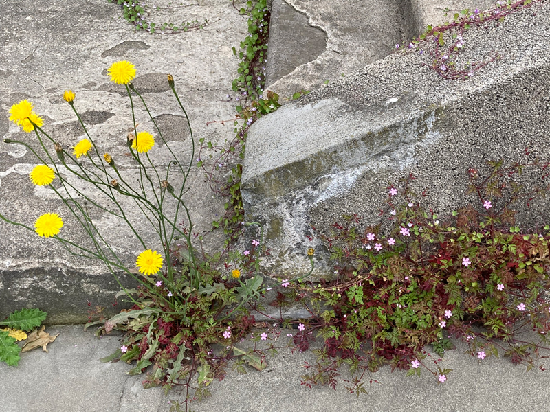 道端の花