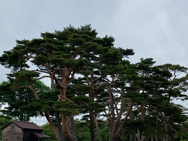 五稜郭公園の松の木